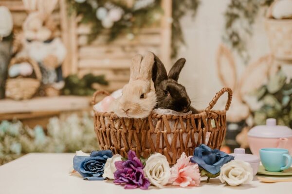Easter Pictures with Bunnies